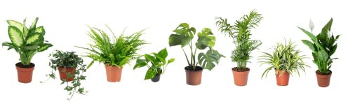 Pack de 8 Plantas de Interior Naturales Que Toleran la Oscuridad Plantas Que Viven con muy Poca Luz