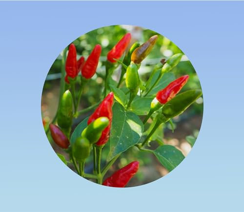 95 graines piment bird's eyes - piments oiseaux -