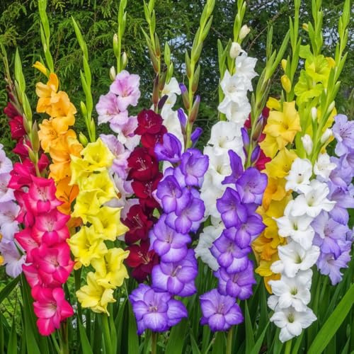 Bulbi Fiori Perenni da Esterno - 50 Bulbi Gladiolo Budget Flower - Mix di 7 Varietà - Grandi Piante - Piante Esclusive dall’Olanda - per giardino e vaso (senza semi, non artificiali e resistenti)