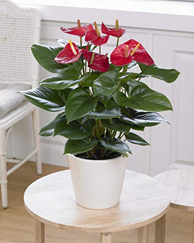 GardenersDream Red Anthurium Laceleaf - Low Maintenance Air Purifying Indoor Plant - Live Houseplant for Office and Home - Great Gifts for Plant Lovers (13cm Pot, 40-50cm)
