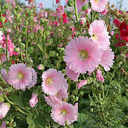 Saterkali Blumensamen, 50 Stück/Set Blumensamen, zweijährig, volle Sonne, mittelgroße Bewässerung von Stockrosensamen für den Garten Rosa