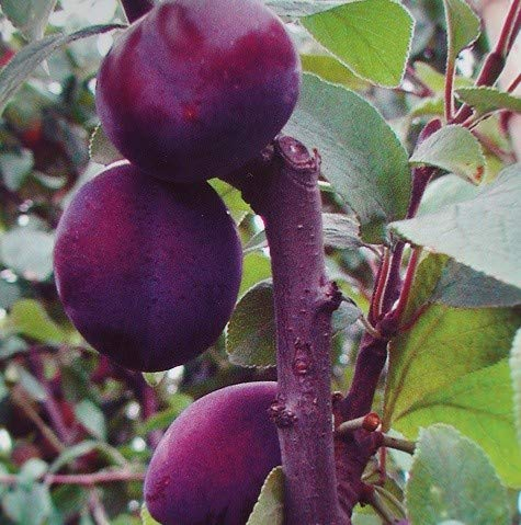 Säulen-Zwetsche `Top´, Säulenobst, 150-175cm im Topf