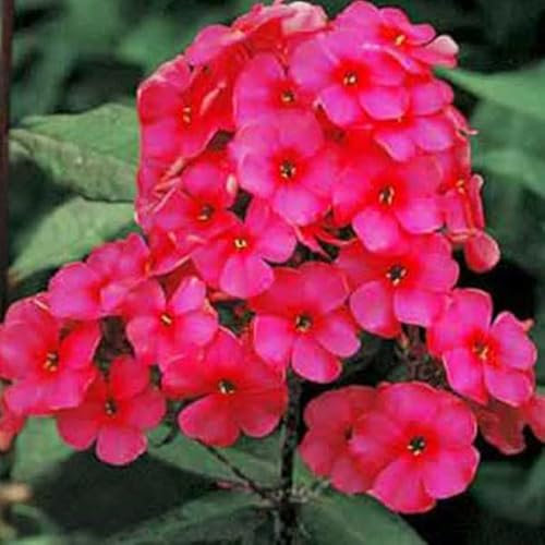 12 unità Phlox Paniculata 'Starfire' - Phlox Paniculata 'Starfire' Vaso 9x9cm ±1 m² - Phlox con Fiori Rosso Scuro e Crescita Alta