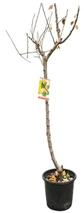 Árbol Frutal - Manzano Natural y Fácil de Mantener