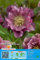 CHRISTROSEN - SPARSET : 3 RHIZOME Christrose Schneerose Lenzrose Helleborus  Double Ellen Red  winterhart 1 Rhizom