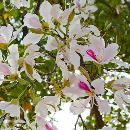 200 pcs Judasbaum Winterhart Kaufen Samen, winterharte pflanzen für garten Bonsai Samen Judasbaum, exotische zimmerpflanzen samen baumsamen bio samenwinterharte balkonpflanzen, topf