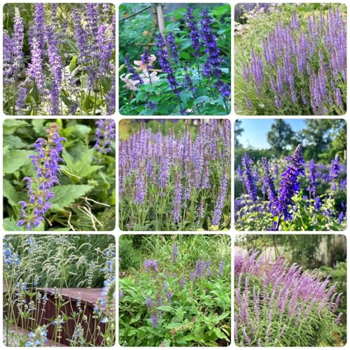 salbeisamen topfpflanzen pflanzensamen kräuterpflanzen dachbegrünung winterharte pflanzen für balkon, kräutergarten geschenk balkon garten gartenkräuter samen blumendeko exotische 200pcs