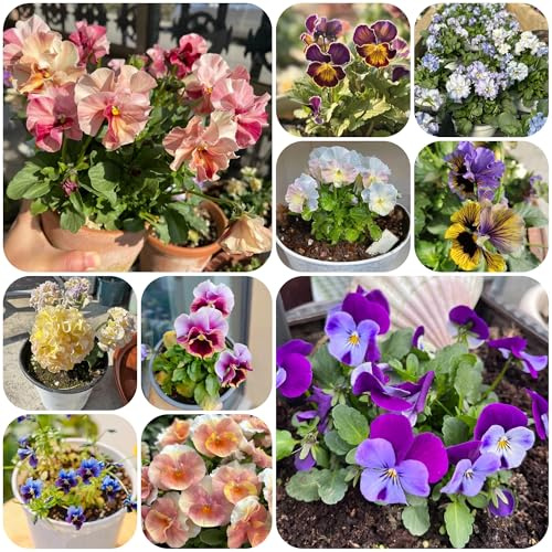 semi biologici di viola del pensiero ornamentali decorazione resistenti di viola del pensiero per aiuole rialzate 200pcs