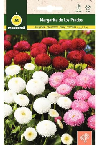 Mascarell Graines, Marguerite des PRADOS, graines de fleurs d'extérieur pour décoration, 0,4 g
