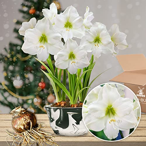 Bulbi di Amaryllis White Star - Bulbi Fiori in grande formato 26/30-1 Pezzo - Piante e Fiori Esclusivi dall'Olanda - Autentici Hippeastrum (non semi, senza cera e non artificiali)