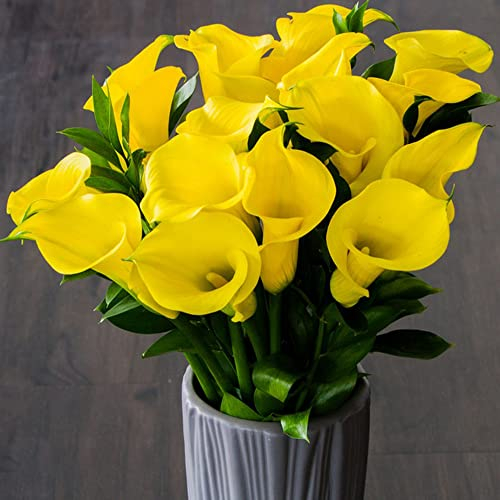 Winterharte Calla Zwiebeln Garten Blumen Balkonpflanzen Calla Lily Blumenzwiebeln MehrjäHrig Winterhart Balkon Blumen Gartendeko FüR DraußEn Exotische Pflanzen 5 Blumenzwiebel Calla Gelb