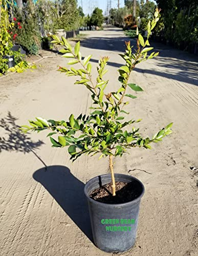 South American Arrayan Fruit Tree (5 Gallon)