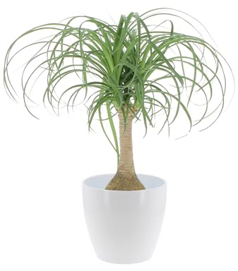 KENTIS - Beaucarnea Nolina Recurvata - Piante da Interni Vere - H 30-40cm Vaso Ø 14 cm - Mangiafumo (Vaso in Ceramica Alaska, Beaucarnea Recurvata)