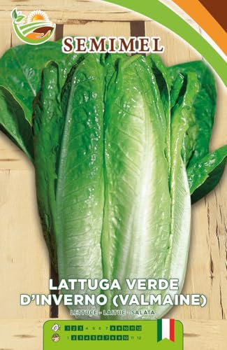 Lattuga Verde d'Inverno Valmaine - Semi di Lattuga a Cespo Solido, Foglie Bollose e Resistente al Freddo 2 confezioni