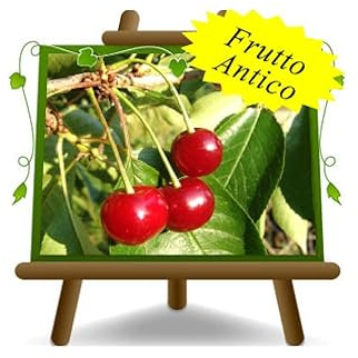 EURO PLANTS VIVAI Cerisier Acide Visciole d'Ancône sur pot ø 20 cm Plante à Fruits ancienne Autofertile - Hauteur 150~170 cm - Âge 2 Ans