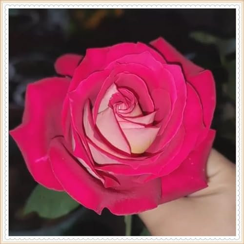 YGHESFDE Hybrid-Rosenpflanzen – winterharte mehrjährige Strauchrose – geeignet für den Anbau im Garten – einfach zu züchten-1knollen-J