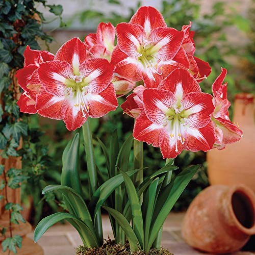 Amaryllis Minerva Tender Bulb Ideal as an Indoor Plant or Gift Deep Red and White Stripes Trumpet Shaped Flower Heads Ideal for Windowsills or Conservatories 1 x Amaryllis Bulb by Thompson and Morgan
