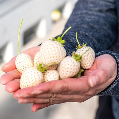 fresas colgantes fresas columnares raros semillas de fresa orgánicas Balcón exótico a prueba de invierno Cultivo verdes, interior. lecho 800semillas