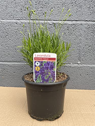 Pack of 6 English Lavender 17cm Pot Size