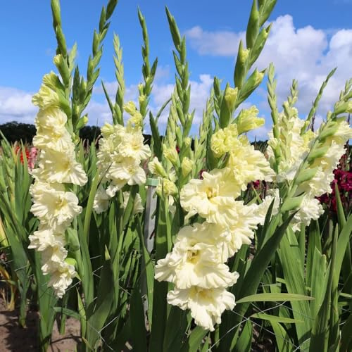 gladioli giardino bulbi antichi balcone resistenti bonsai decorazione interni Bulbi perenni e resistenti all'inverno 5pcs