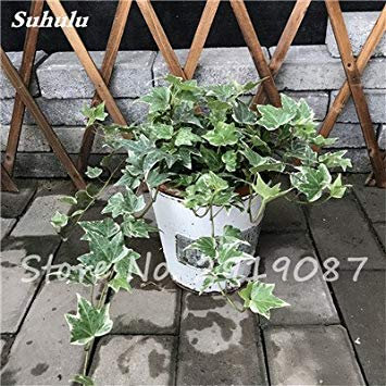 Pearl Chlorophytum Seeds 100 Pcs Hanging Type Potted Of Chlorophytum Flower Plants Indoor Fresh Air Home Garden Cold-Resistant 10 : Seeds Only