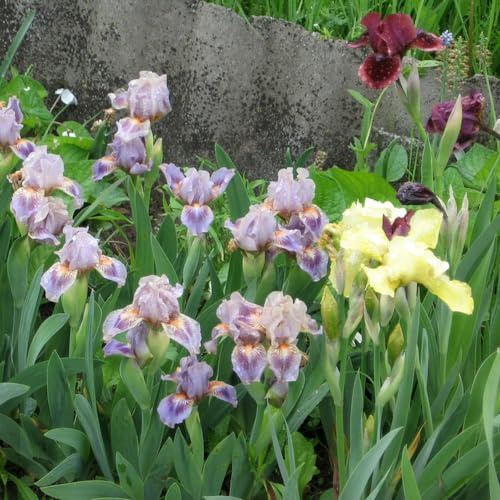 Bulbi di iris perenni resistenti - balcone primaverile giardino regali decorativi 4pcs