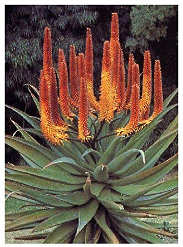 TROPICA - Feu - Aloe (Aloe ferox) - 20 graines - Cactus / Succulents