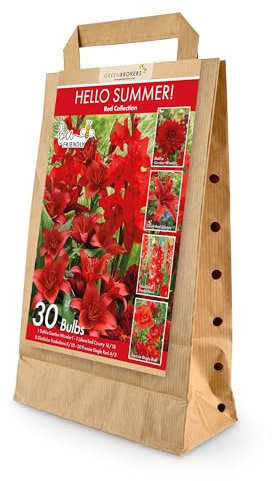 30 Hello Summer Red Summer Bulb Collection | Red Bulb Varieties | Eco Packaging | Plant Now Ready to Bloom in Summer