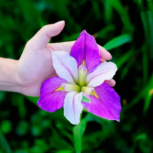 Hochwertige Iris-Zwiebeln zum sofortigen Einpflanzen – Mehrjährige, winterharte Blumen für eine farbenfrohe Gartengestaltung-4 zwiebeln-e