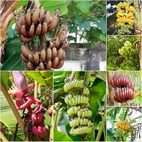banana resistente - semi di perenni resistenti Musa Basjoo banana resistente esotica 120pcs