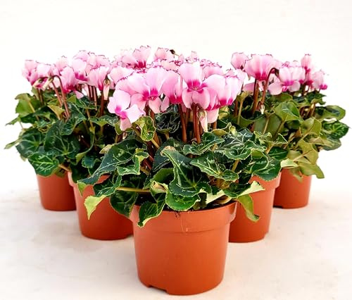 POWERS TO FLOWERS - CICLAMINO PROFUMATO VICTORIA, 6 PIANTE, VASO 12CM Diametro, piante vere