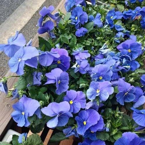 semi di viola del pensiero, vecchie varietà, viola del pensiero, balcone, resistenti 550pcs