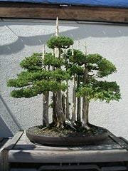 10 Enebro Cinese Semi di Piramide B1705 (Juniperus Chinensis)