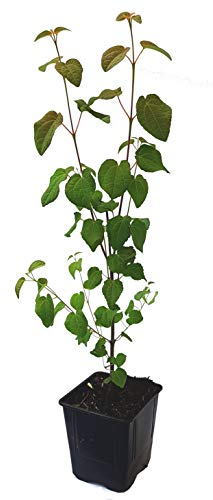 Seedeo® Lebkuchenbaum (Cercidiphyllum japonicum) Pflanze ca. 30 cm - 40 cm