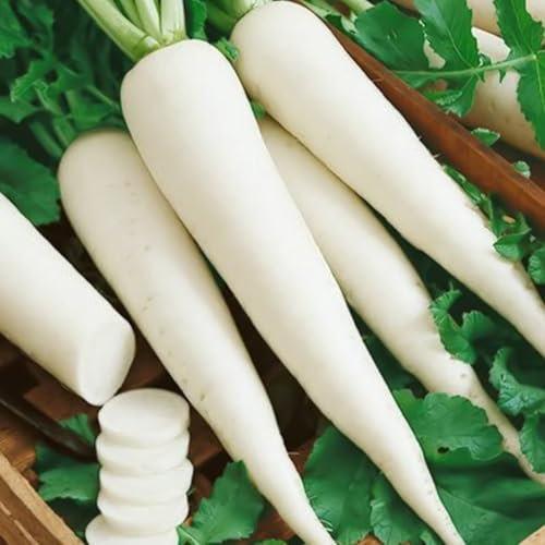 Welldales 50 British Long White Radish Seeds UK Hardy Fast Sprouting Yearlong Vegetables