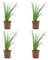 SMPLY. - Planta de Cebollino - Pack 4 - Altura 20 cm - Maceta 10 cm - Hierba Aromática de Interior y Exterior - Huerto Urbano y Jardín - Fácil Cuidado
