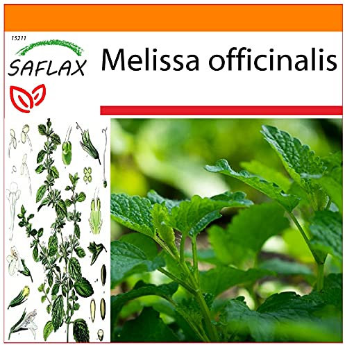 SAFLAX - Garden in the Bag - Erba limoncina - 150 semi - Melissa officinalis