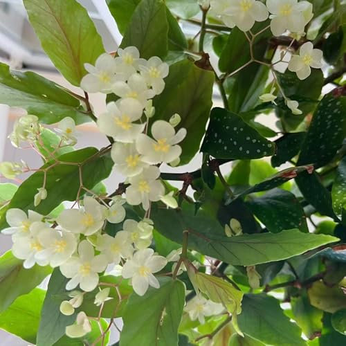 Forellenbegonie Samen - pflanzen samen Begonia maculata - winterharte pflanzen für garten wohnzimmer deko exotische samen luftreinigende zimmerpflanzen winterfeste pflanzen für balkon 80pcs
