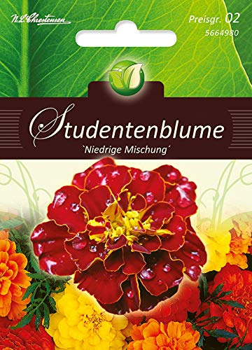 Chrestensen Studentenblumen niedrige Mischung 'Tagetes patula'