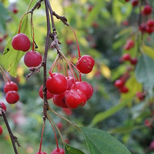 Vivai le Georgiche - Pianta vera di Malus Red Jewel Malus 'Jewelcole' Melo da fiore - vaso Ø 22 cm - altezza alla vendita 80-100 cm