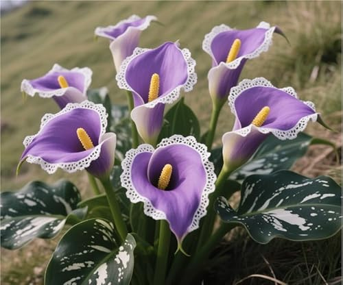 Eccellente Rizoma Di Calla, Resistenti Al Freddo E Alla Siccità, Facile Da Coltivare, Adatto A Primavera E Autunno-6 rizoma-R