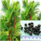 Seeds - Juego de 10 semillas de cyrtostachys Renda para lápiz labial, diseño de palmera
