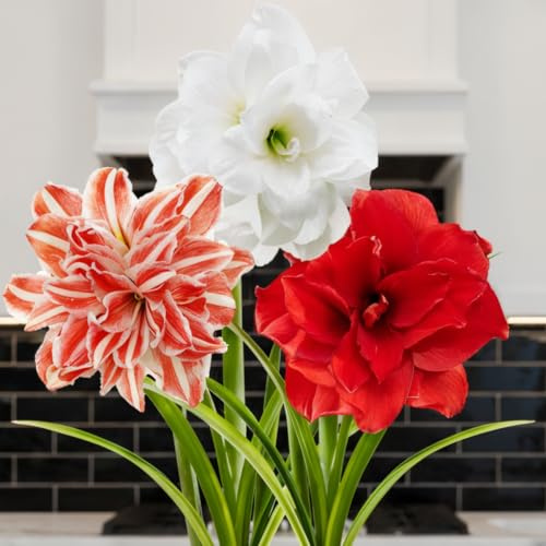 Bulbi di Amaryllis Budget Collezione - 3 Bulbi Fiori