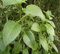 Semillas de planta de salvia gigante verde 70 piezas