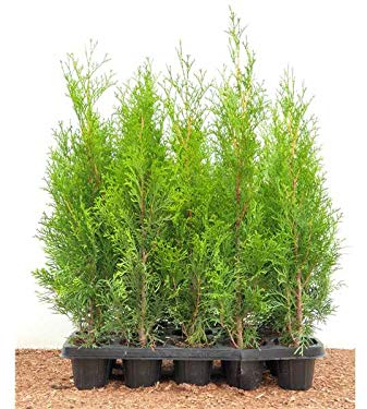 Thuja occidentalis 'Smaragd' 40 cm 10er Set – Immergrün, Winterhart, Pflegeleicht – Lebensbaum – Heckenpflanze für Garten & Sichtschutz