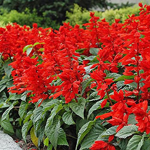 C-LARSS 50 Pièces/Sac Graines De Sauge écarlate, Le Soleil Préfère La Plante Au Printemps Forte Vitalité Graines De Fleurs Rouges Ornementales Pour La Maison Bouquet de graines rouges