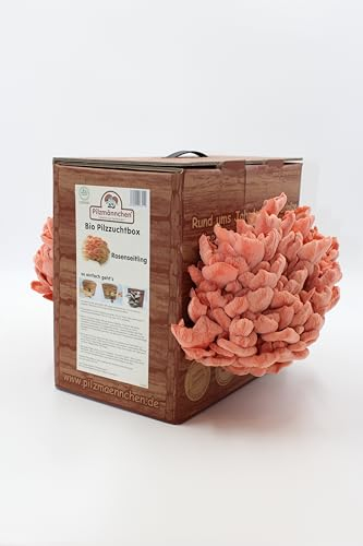 Bio Rosenseitling Pilzzuchtbox - Pilze selber züchten