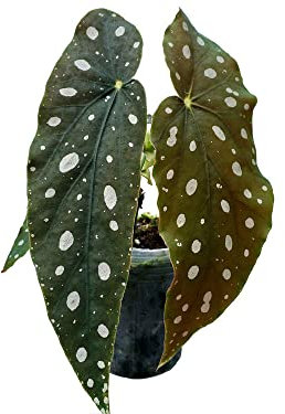 Begonia Maculata Natural Planta para Decorar el Interior del Hogar