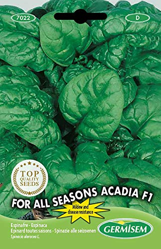 Germisem For All Seasons Acadia F1 Semillas de Espinacas 8 g, EC7022