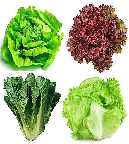 Lettuce Seeds Variety Pack for Planting – 4 Heirloom Types: Iceberg Crisphead, Buttercrunch Butterhead, Parris Island Romaine, Lollo Rosso – Non-GMO, Indoor & Outdoor Garden Lettuce Seed Kit